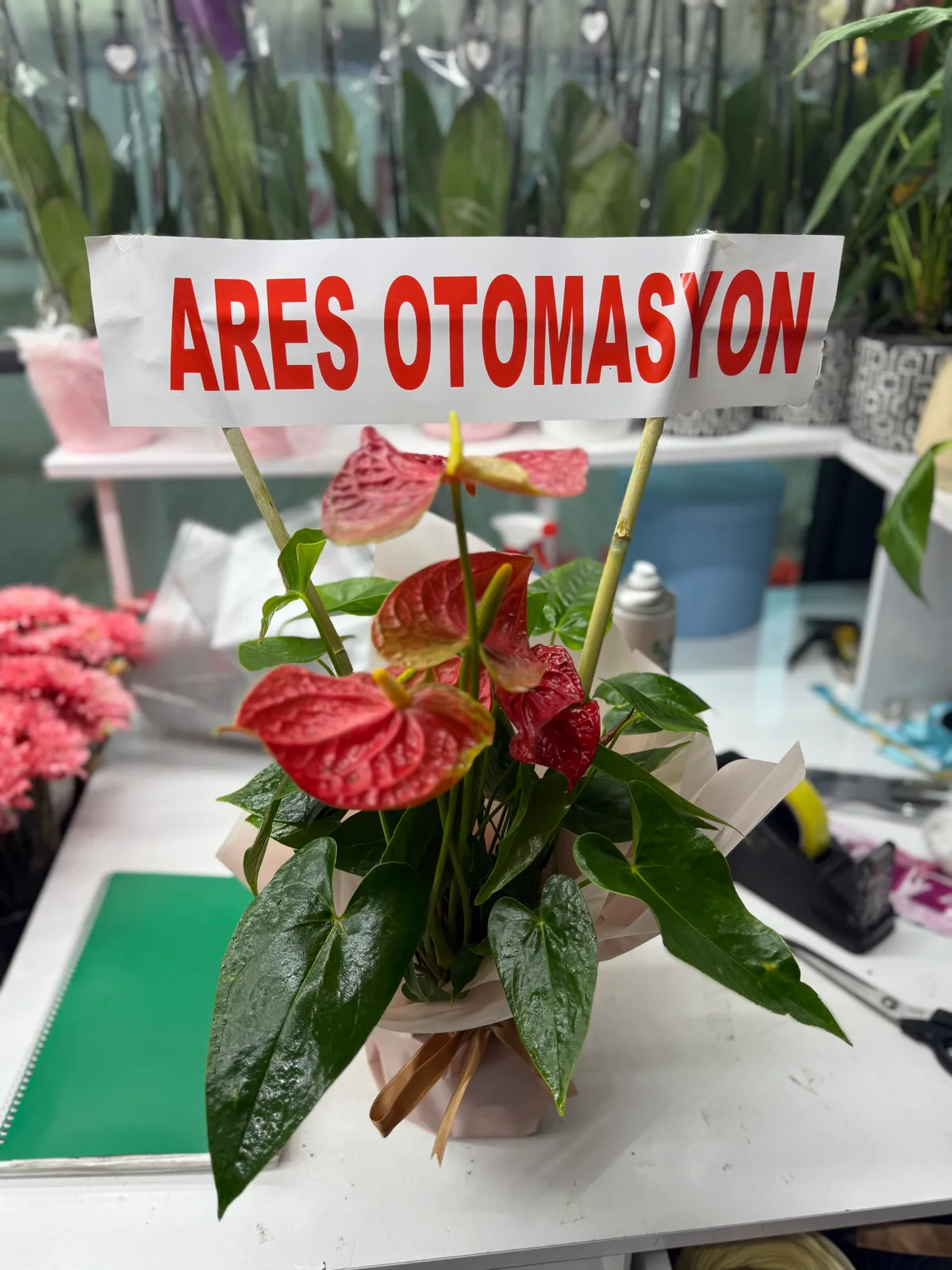 Antoryum 