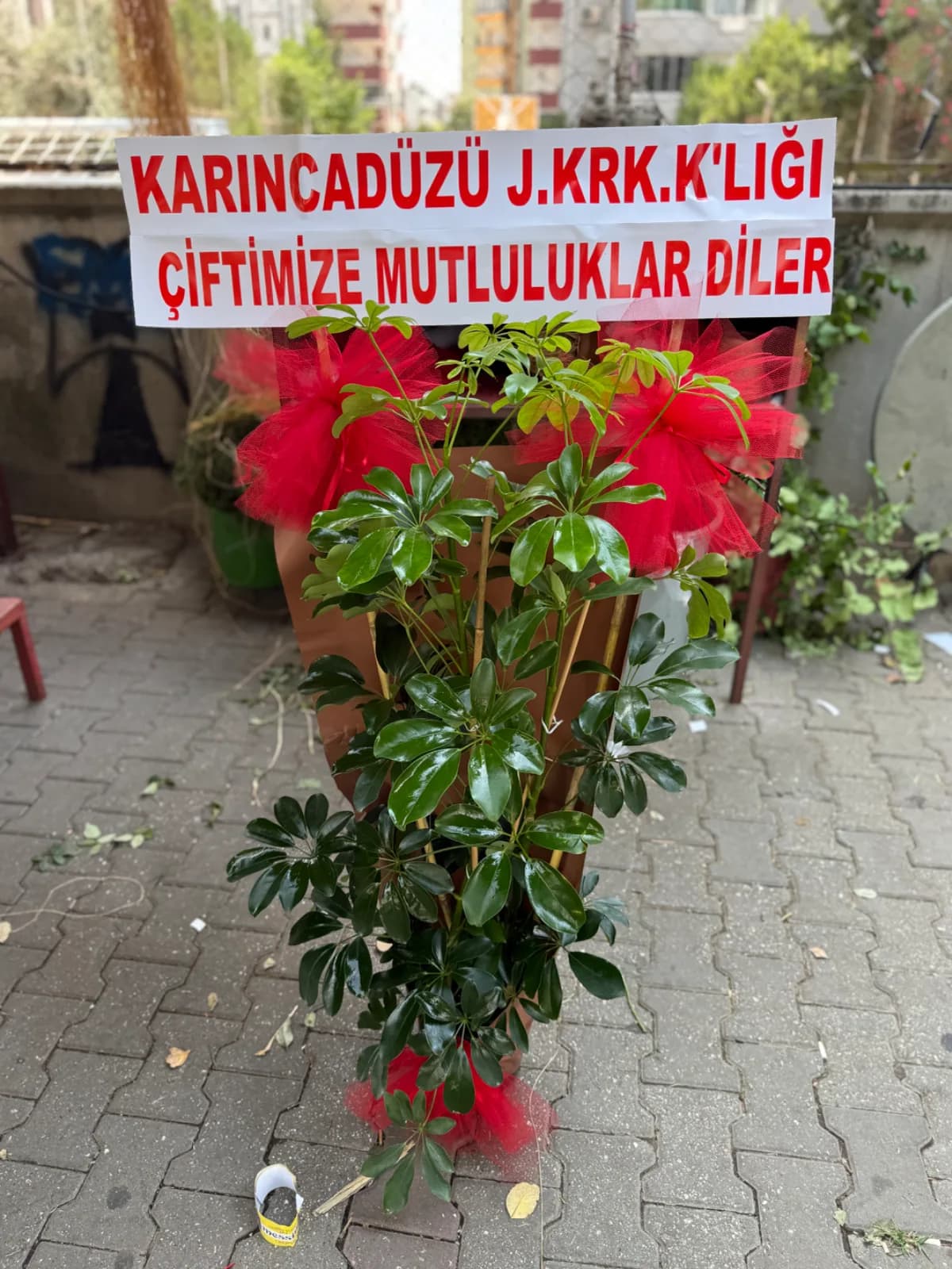 Çiftli Şeflera