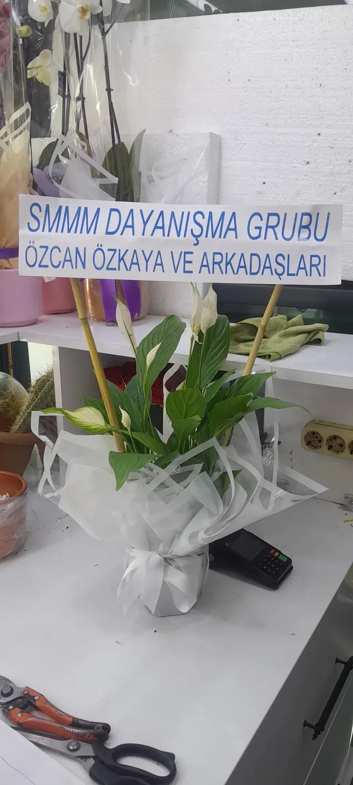 Spat - Barış Çiçeği