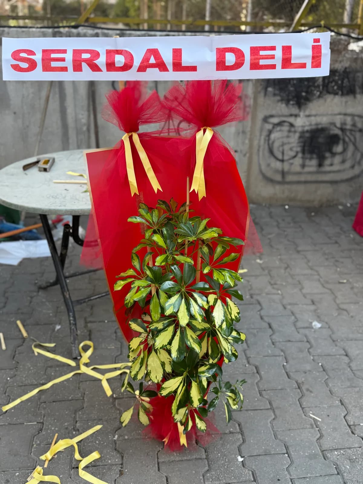 Tekli Şeflera 